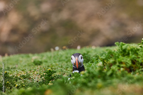 puffin standing on a rock cliff . fratercula arctica