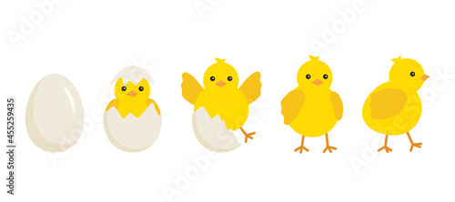 Cute baby chick born from an egg. Chicken hatching stages. Newborn little yellow cartoon chicks for easter design. Cracked shell and bird hens emergence from egg. Vector illustration