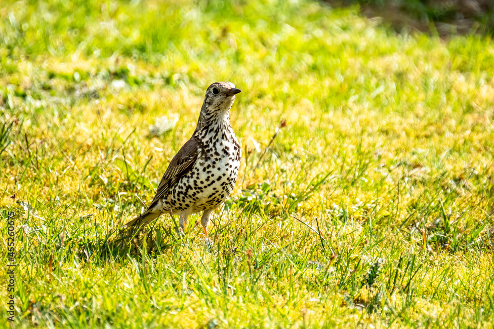 Song Thrush, turdus philomelos, visiting a garden in Ireland Song Thrush, turdus philomelos, visiting a garden in Ireland