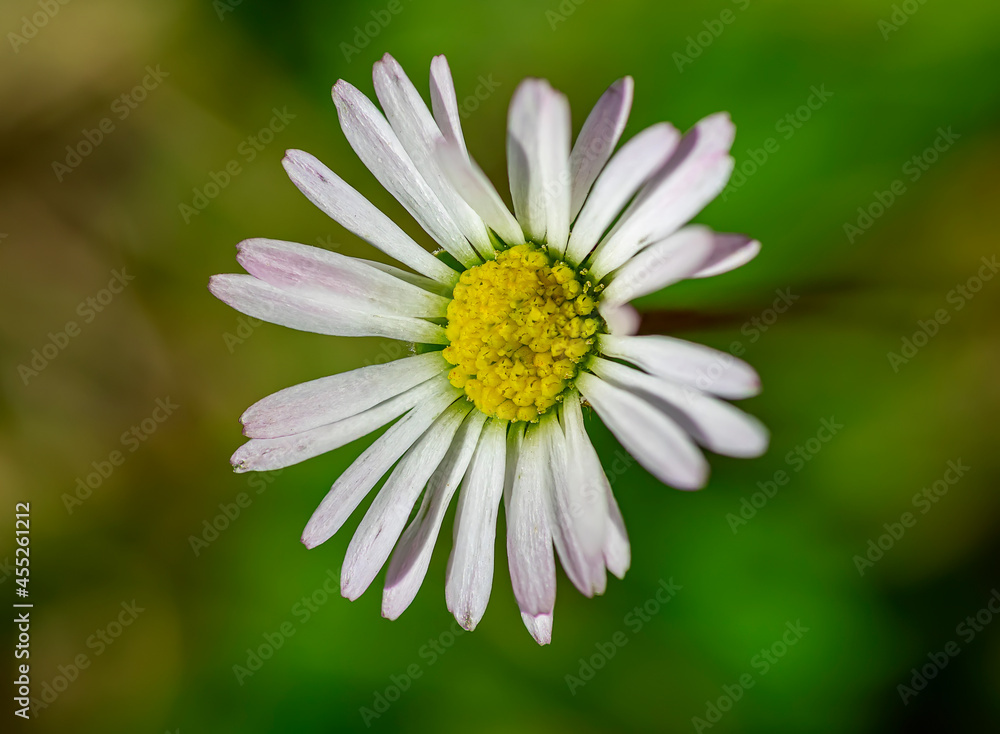 white daisy flower on sunny day and green background. white daisy flower on sunny day and green background.