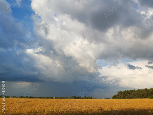 Stormy sky over a yellow field