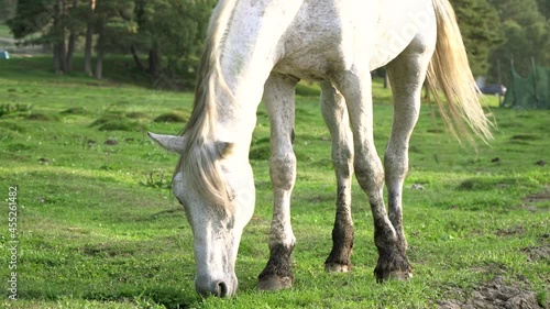 A gray horse grazes in a meadow on a sunny day and eats grass