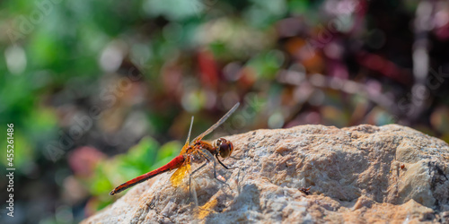 Red dragonfly sits on a stone in the garden.