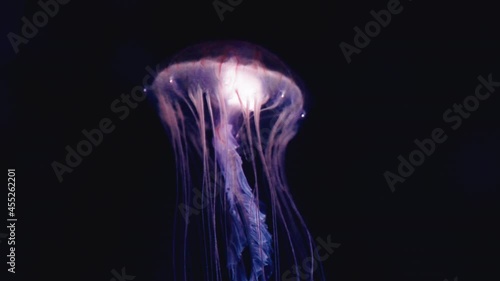Sea Jelly at Umino-Mori Aquarium  - Jellyfish Swim At Public Aquarium In Sendai, Miyagi, Japan. - closeup photo