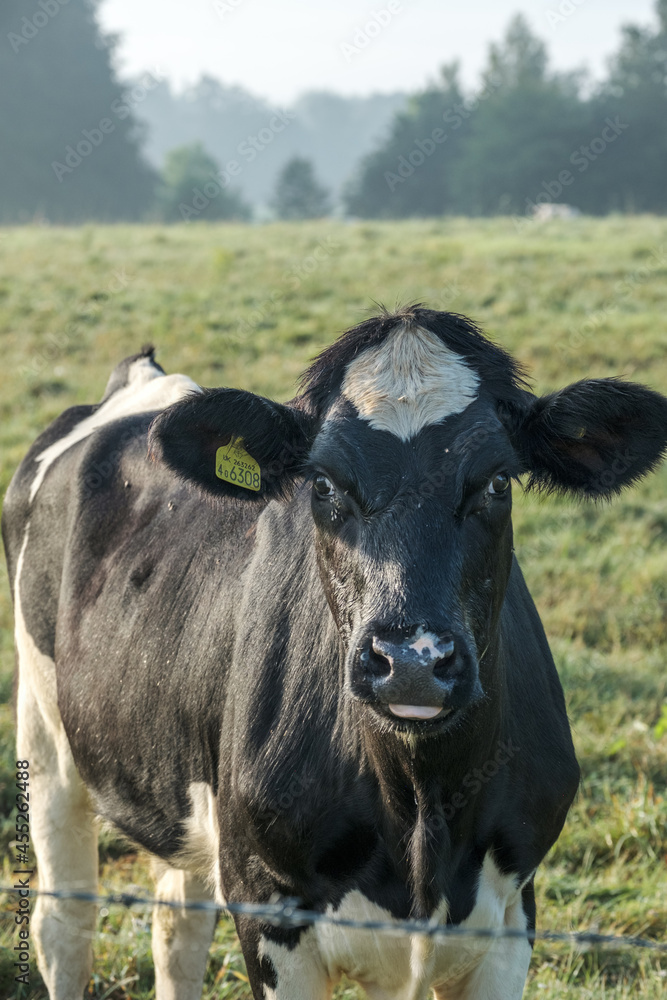 Cows in a field at Cowdray West Sussex