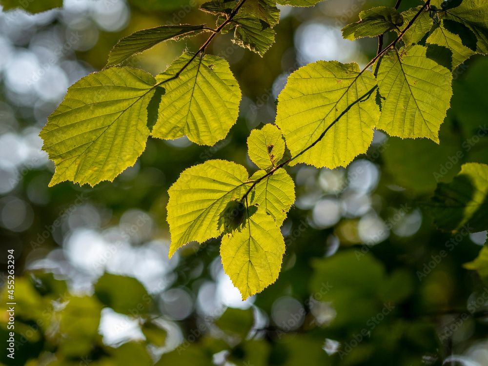 flowers and leaves of trees in the park of Moscow flowers and leaves of trees in the park of Moscow