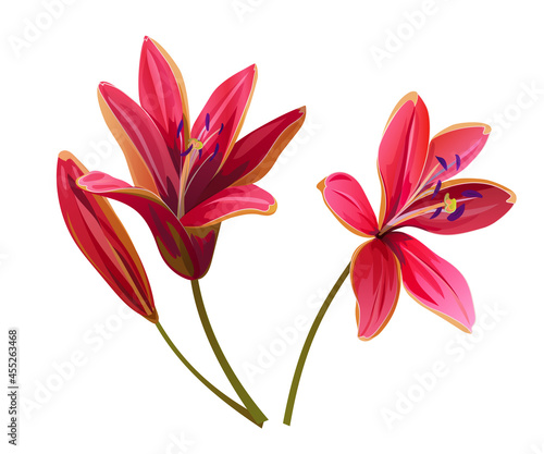Lily (Lilium concolor) big red realistic flowers with bud in watercolor style. Closeup vector Illustration for cards, wedding anniversary, birthday. Very attractive and beautiful