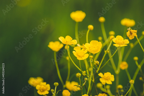 Green Spring Forest. Plant Ranunculus Acris With Yellow Flowers On Background Tall Trees