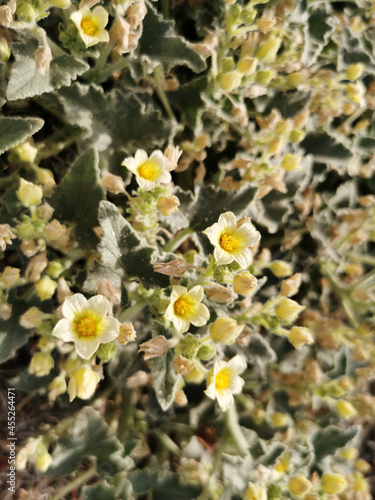 Vertical shot of blossomed flowers of ecballium in the surroundings of Manzanares River in Madrid photo