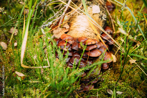 Hypholoma capnoides In Autumn Forest In Belarus. Hypholoma capnoides is an edible mushroom in the family Strophariaceae photo