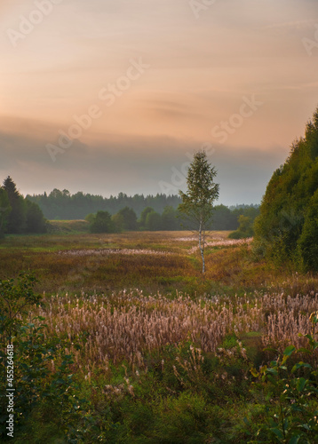 Morning landscape in early autumn, lonely birch in a wild field near the forest