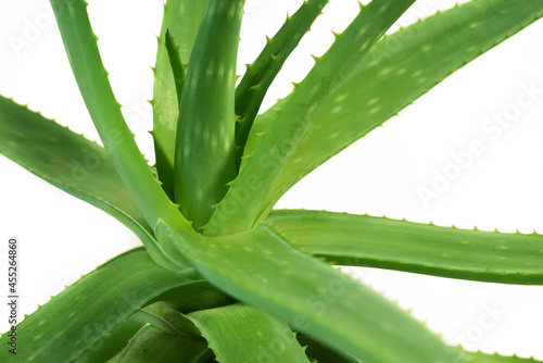 Aloe vera plant leaveswhite background photo