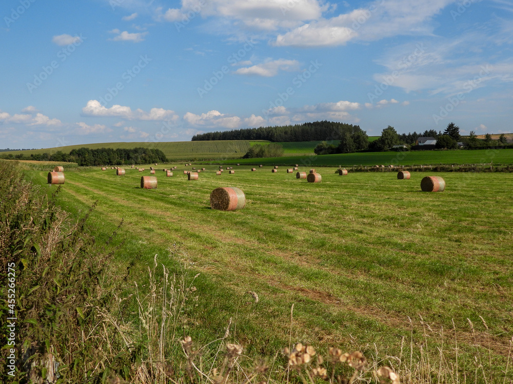 hay bales in a field