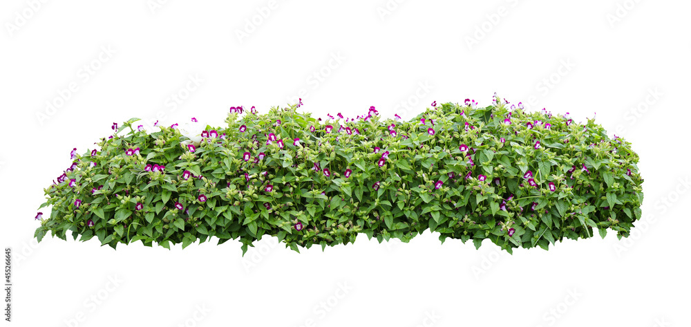 Tropical plant flower bush tree isolated on white background with clipping path