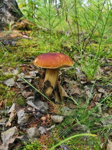 mushrooms in the forest