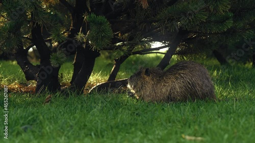 Young Muskrat Eats under the Mozhevelnik Bush on the Green Lawn in the Park at Dawn photo