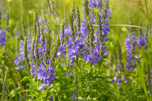 Blooming veronica in summer on a field on a sunny day
