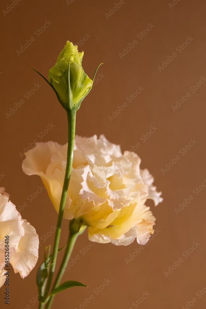 Surreal dark chrome orange and white flower Eustoma macro isolated on brown , still life aesthetic composition