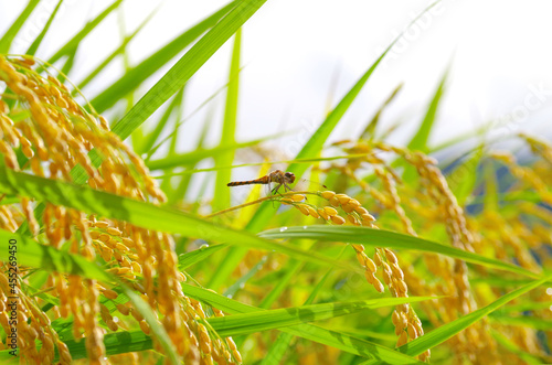 Wallpaper Mural イネとトンボ Torontodigital.ca