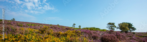 Schilderij op canvas The Purple flowering Heather at Dunwich Heath