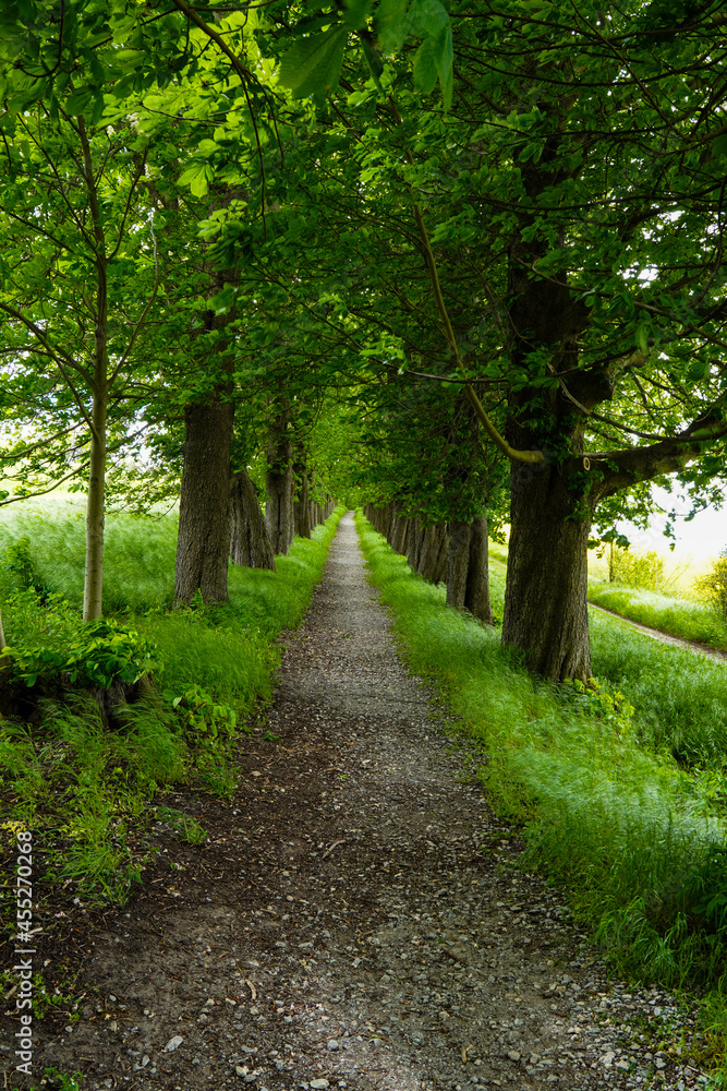 Obraz premium path in the park