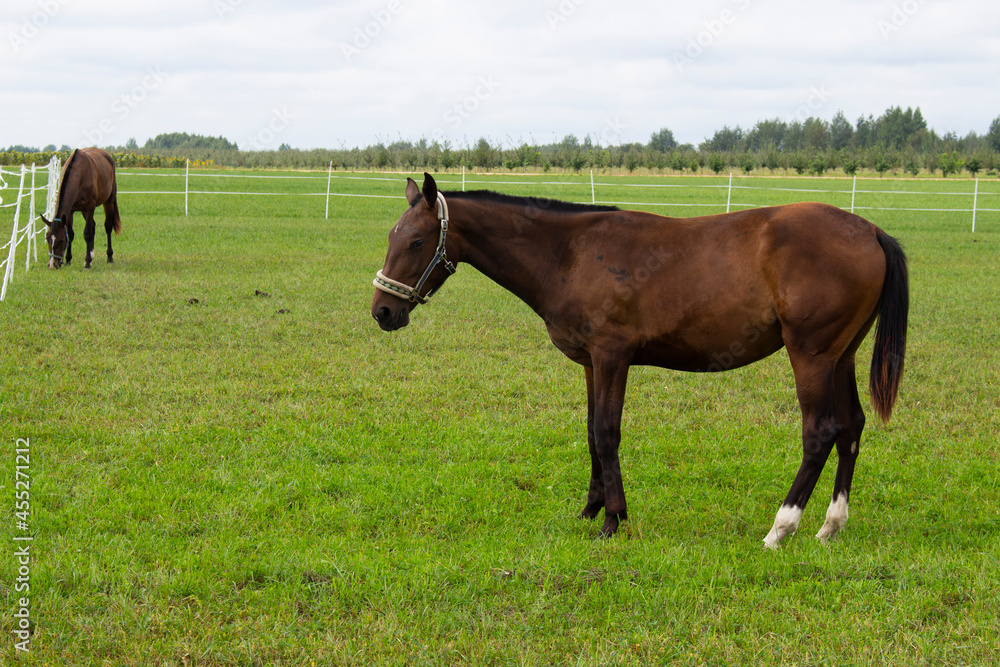 Beautiful brown horse grazing in the meadow at the farm. Beautiful brown horse grazing in the meadow at the farm.