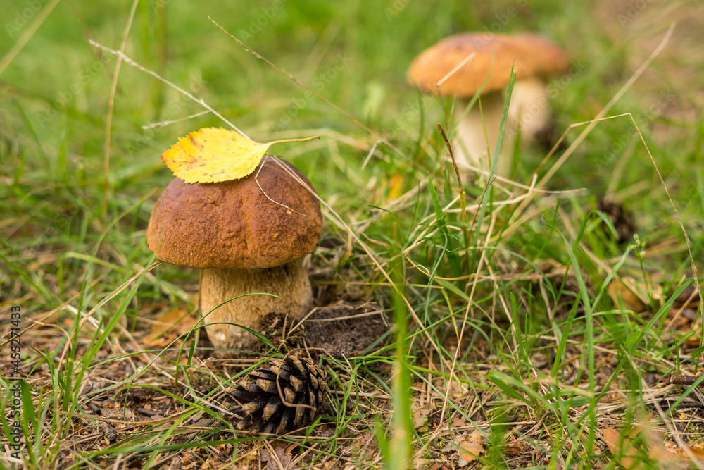 Boletus edulis mushroom. Cep growing in forest. Boletus edulis mushroom. Cep growing in forest.