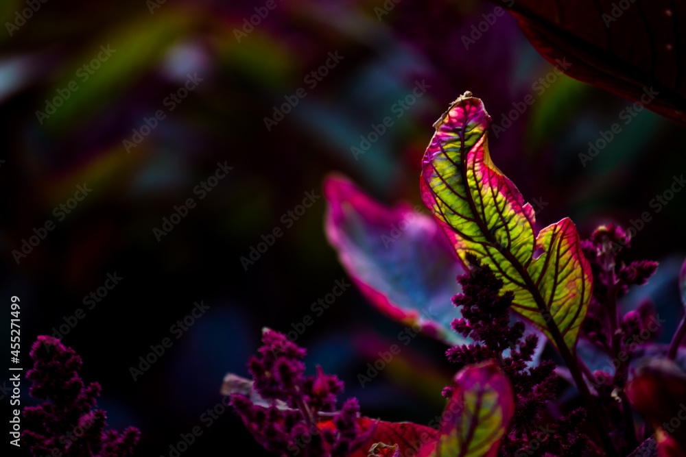 Leaves reflecting the natural sun light during the day on a dark background
Leaves reflecting the natural sun light during the day on a dark background