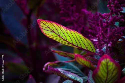 Leaves reflecting the natural sun light during the day on a dark background   © Robbie Ross