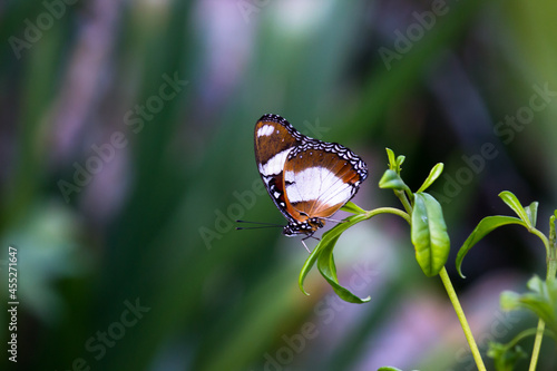 Hypolimnas bolina, the great eggfly, common eggfly or in India or the blue moon butterfly is a species of 
 nymphalid butterfly found from Madagascar to Asia and Australia
