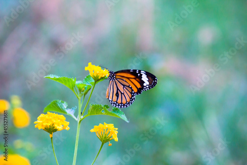 The monarch butterfly or simply monarch is a milkweed butterfly in the family Nymphalidae. Other common names, depending on region, include milkweed, common tiger, wanderer, and black veined brown. I