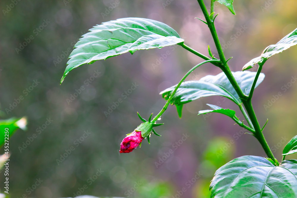 Hibiscus flower in the mallow family, Malvaceae. Hibiscus rosa-sinensis, known as the Shoe Flower or colloquially as Chinese hibiscus, China rose, Hawaiian hibiscus, rose mallow and shoe black plant Hibiscus flower in the mallow family, Malvaceae. Hibiscus rosa-sinensis, known as the Shoe Flower or colloquially as Chinese hibiscus, China rose, Hawaiian hibiscus, rose mallow and shoe black plant