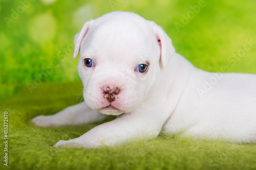 Close up portrait of American Bullies puppy on green background