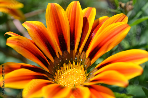 Gazania flower is a perennial plant native to South Africa, the Asteraceae family