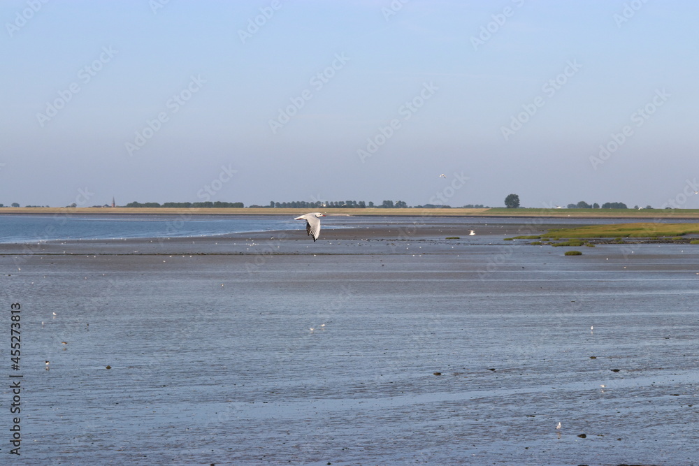 a black headed gull flies over a dry falling natural sand beach of the westerschelde sea at the dutch coast in zeeland