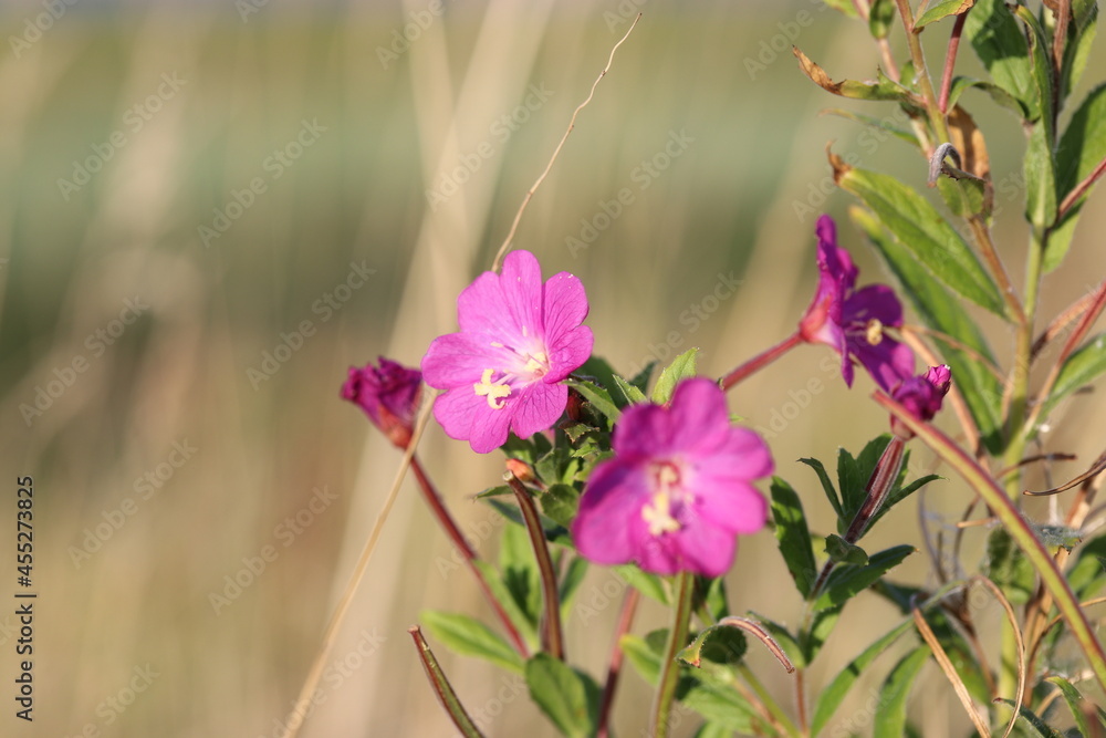 pink fireweed flowers closeup at the dutch coast in zeeland in summer pink fireweed flowers closeup at the dutch coast in zeeland in summer