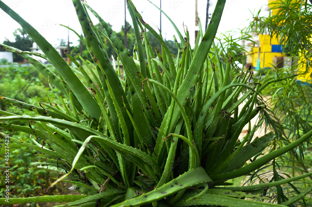 Obraz premium Selective focus on ALOVERA PLANT in the compound in morning sun light isolated with blur background.