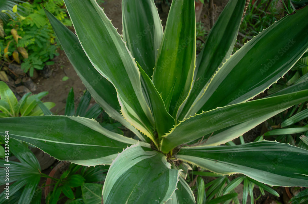 Obraz premium Selective focus on AGAVE AMERICANA in the park in morning sun light isolated with blur background. long green and white leaves.