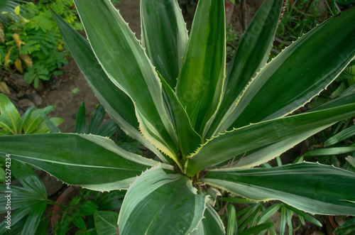 Selective focus on AGAVE AMERICANA in the park in morning sun light isolated with blur background. long green and white leaves.