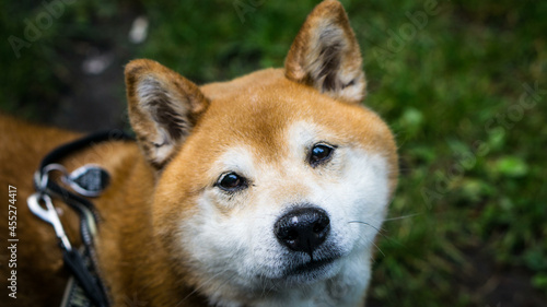 Cute shiba inu