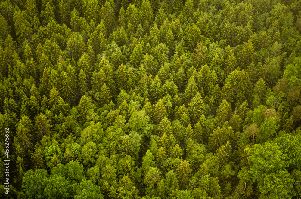 Healthy green trees in a forest of old spruces. Captured from above.