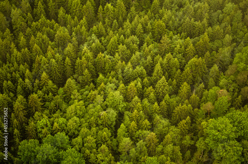 Healthy green trees in a forest of old spruces. Captured from above.