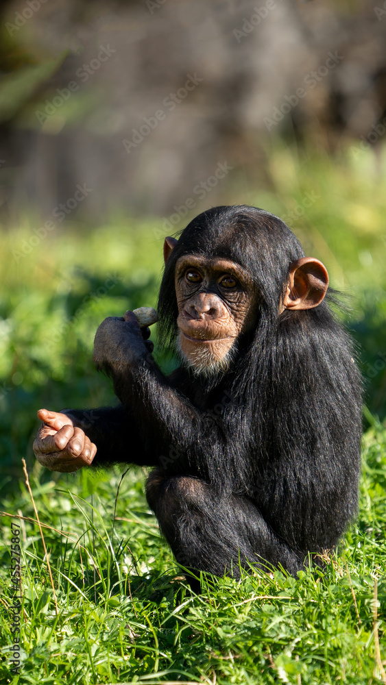 Portrait of West African baby chimpanzee (Pan troglodytes verus) sitting in the grass and making eye contact. Blurred background. Portrait of West African baby chimpanzee (Pan troglodytes verus) sitting in the grass and making eye contact. Blurred background.