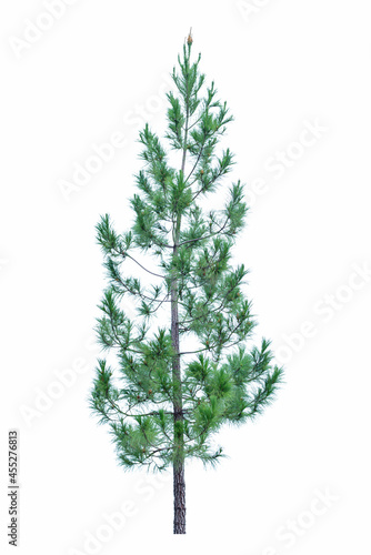 Green Norfolk pine tree isolated on white background, saved with clipping path. Can be used as a Christmas design © nature design