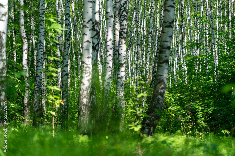 Fototapeta premium bamboo forest background