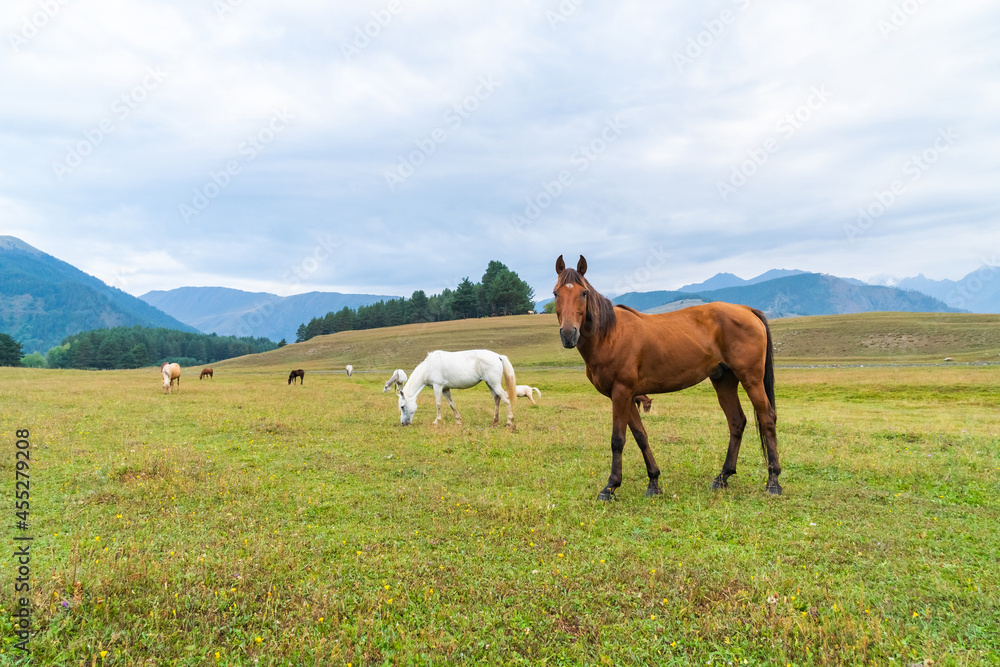 View of a grazing horses in the green mountains, Tusheti, Georgia View of a grazing horses in the green mountains, Tusheti, Georgia