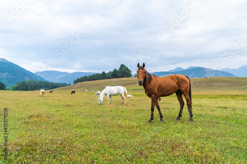 View of a grazing horses in the green mountains, Tusheti, Georgia © k_samurkas