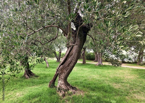 Canvas-taulu Ruins of roman villa Grottoes of Catullus in sirmione at lake garda in itlay