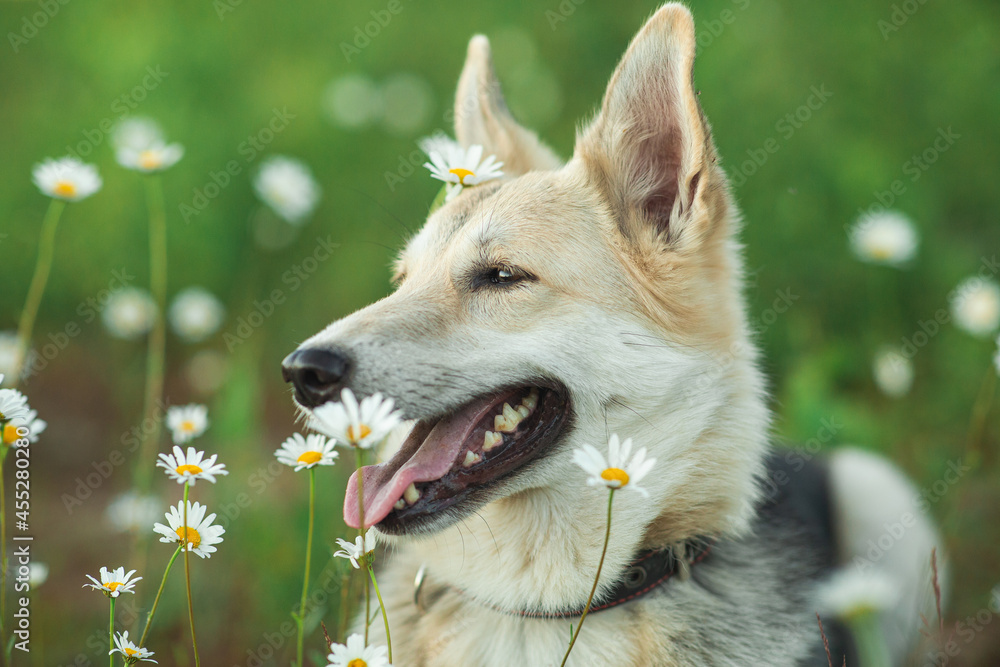 Mongrel dog lying in a field
