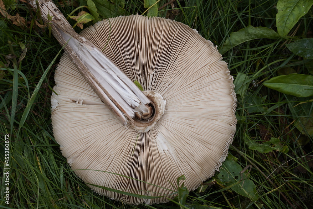 Parasol mushroom (Macrolepiota procera) is a basidiomycete fungus with a large, prominent fruiting body resembling a lady's parasol.